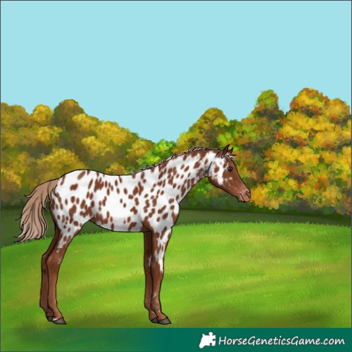 Horse Color:Chestnut Appaloosa 