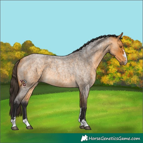 Horse Color:Buckskin Roan 