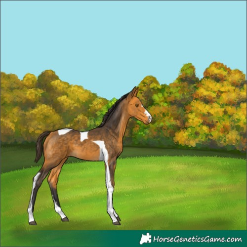 Horse Color:Buckskin Tobiano 