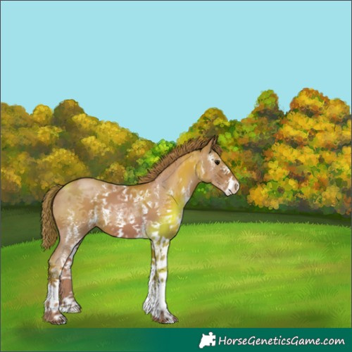 Horse Color:Black Pearl Sabino Appaloosa 