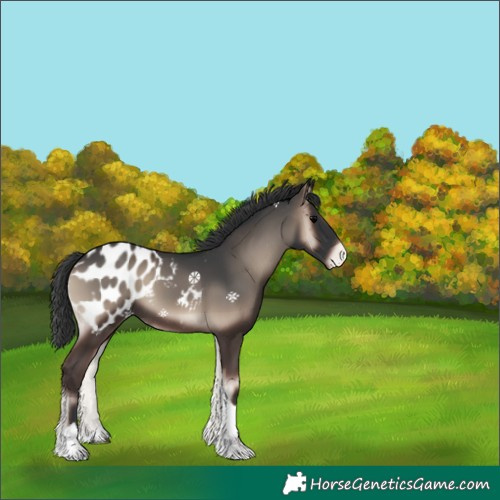 Horse Color:Blue Onyx Tobiano Appaloosa 