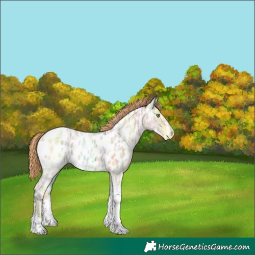 Horse Color:Gold Champagne Ice Tobiano Appaloosa 