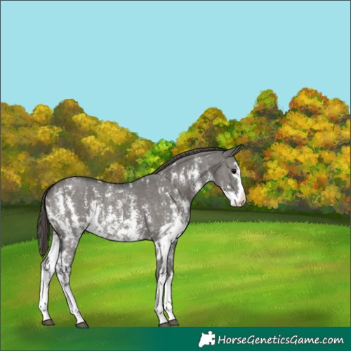 Horse Color:Unknown 