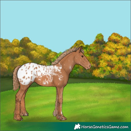 Horse Color:Chestnut Appaloosa 
