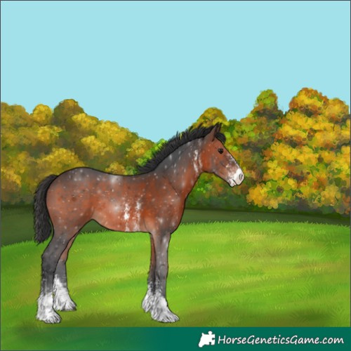 Horse Color:White Spotted Brown Sabino Rabicano 