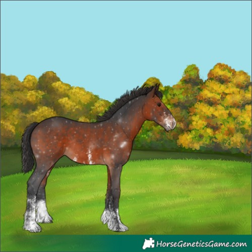 Horse Color:White Spotted Brown Sabino Rabicano 