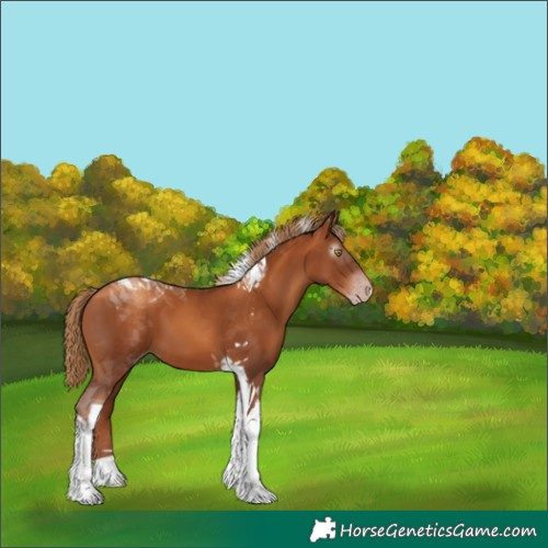 Horse Color:Gray Gold Champagne Tobiano 
