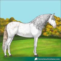 Horse Color:Red Dun Splash Blanket 