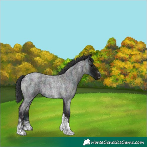 Horse Color:Midnight Blue Ice Roan Tobiano 
