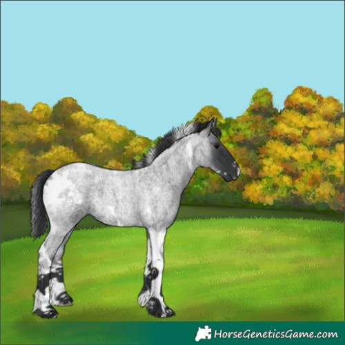 Horse Color:Blue Roan Tobiano 
