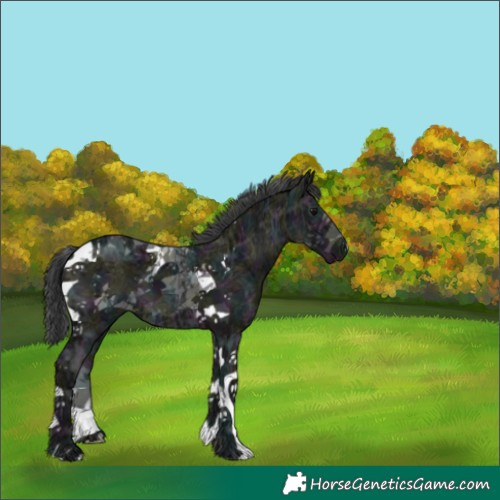 Horse Color:Midnight Black Ice Tobiano 