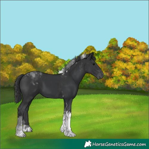 Horse Color:Black Tobiano 