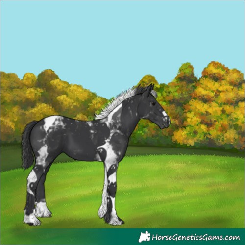 Horse Color:Black Tobiano 