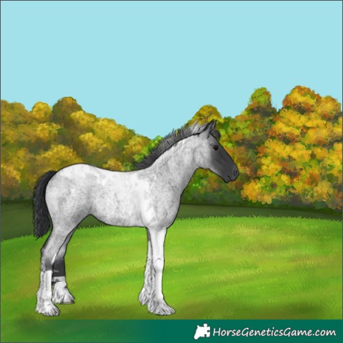Horse Color:Blue Roan Tobiano 