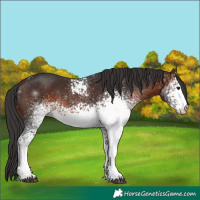 Horse Color:White Spotted Brown