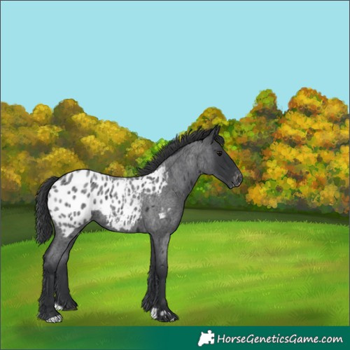 Horse Color:Blue Roan Appaloosa 