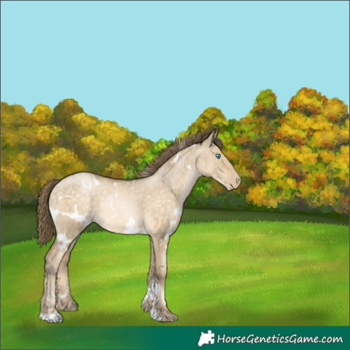 Horse Color:White Spotted Buckskin Pearl Dun Rabicano 
