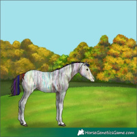 Horse Color:Painted Bay Ice Tobiano Rabicano 