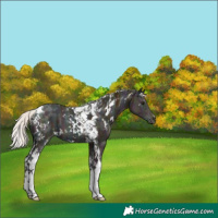 Horse Color:White Spotted Midnight Silver Bay Ice Tobiano 