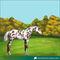 Horse Color:White Spotted Silver Bay Frame Near Leopard 