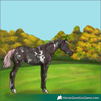 Horse Color:Painted White Spotted Midnight Gold Champagne Ice Rabicano