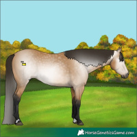 Horse Color:Gray Buckskin 