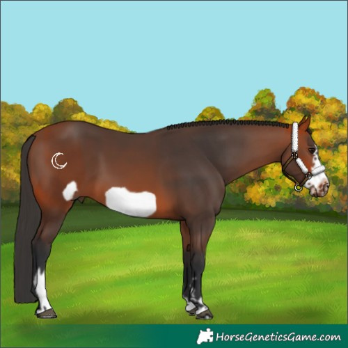Horse Color:Bay Splash Frame  and Bay Splash Frame 