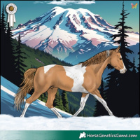 Horse Color:Chestnut Splash Tobiano 
