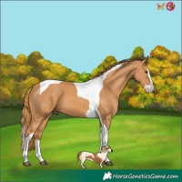 Horse Color:Chestnut Splash Tobiano 