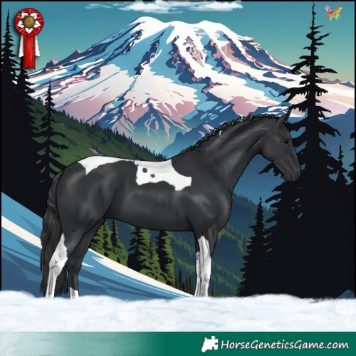 Horse Color:Black Tobiano 