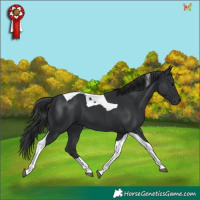 Horse Color:Black Tobiano