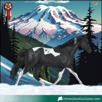 Horse Color:Black Tobiano 