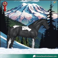 Horse Color:Black Tobiano 