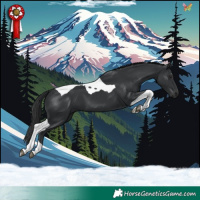 Horse Color:Black Tobiano