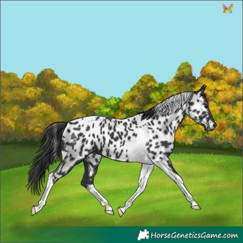 Horse Color:Black Tobiano Appaloosa 