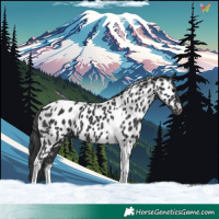 Horse Color:Black Tobiano Appaloosa 