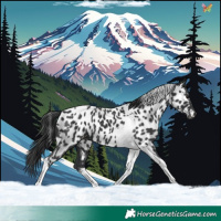 Horse Color:Black Tobiano Appaloosa 