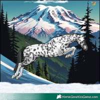 Horse Color:Black Tobiano Appaloosa 