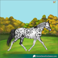 Horse Color:Black Tobiano Appaloosa 