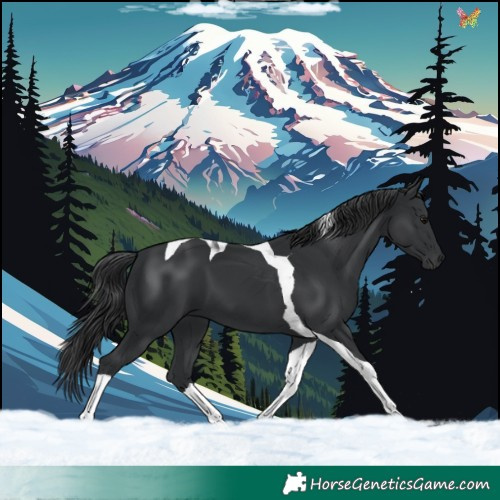 Horse Color:Black Tobiano 