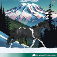Horse Color:Black Tobiano 
