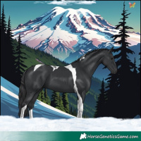 Horse Color:Black Tobiano 