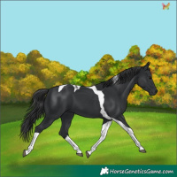 Horse Color:Black Tobiano 