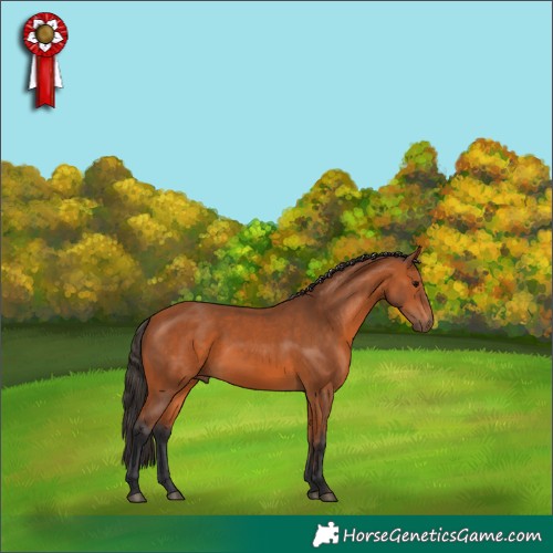 Horse Color:Bay 