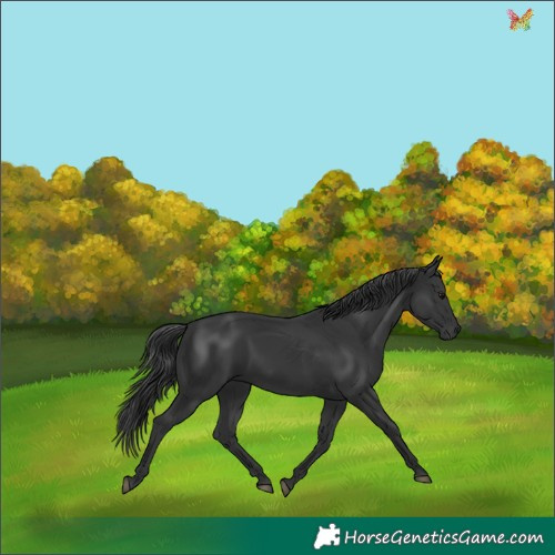 Horse Color:Black 