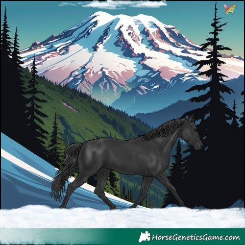 Horse Color:Black 