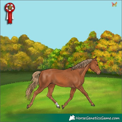 Horse Color:Chestnut 