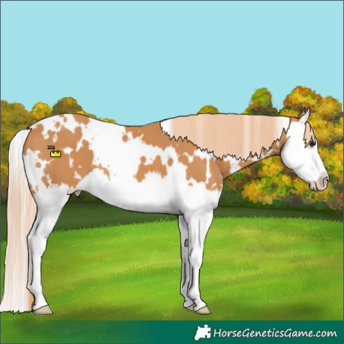 Horse Color:White Spotted Chestnut Splash 