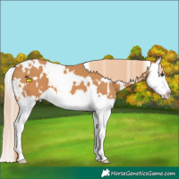 Horse Color:White Spotted Chestnut Splash