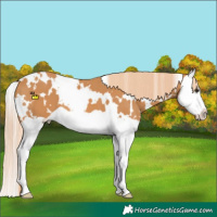 Horse Color:White Spotted Chestnut Splash